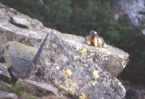 paradiso13.JPG (27129 byte)