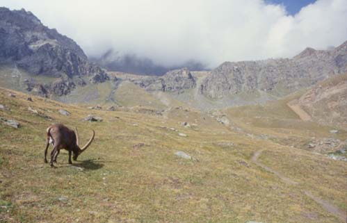 paradiso15.JPG (25654 byte)