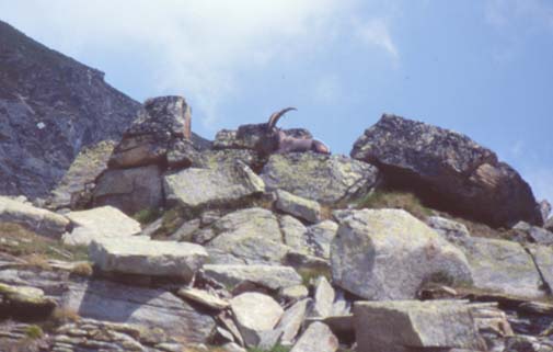 paradiso17.JPG (26822 byte)