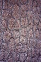 pollino11.JPG (12418 byte)