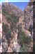 pollino19small.JPG (1391 byte)