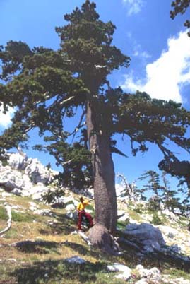 pollino4.JPG (31756 byte)