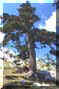 pollino4small.jpg (6478 byte)