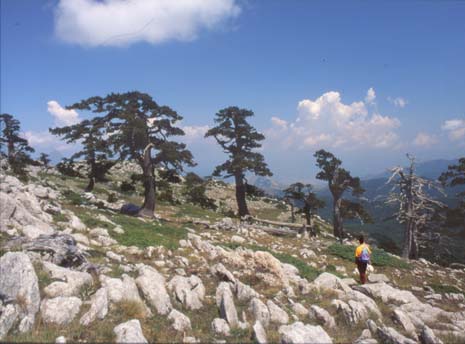 pollino5.JPG (33353 byte)