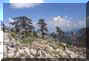 pollino5small.jpg (5197 byte)