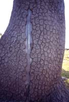 pollino9.JPG (9973 byte)