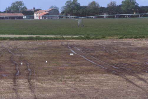 delta29.JPG (26028 byte)