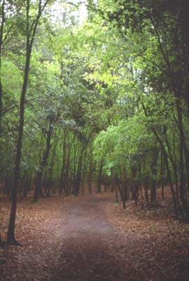 delta34.JPG (28164 byte)