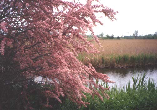delta56.JPG (38515 byte)