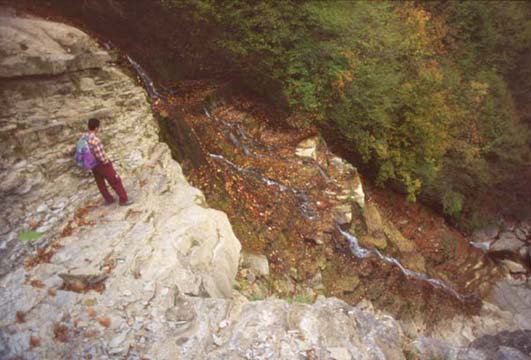 forestefoto11.JPG (40106 byte)