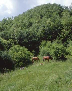 forestefoto13.JPG (25685 byte)