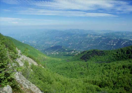 forestefoto14.JPG (32022 byte)