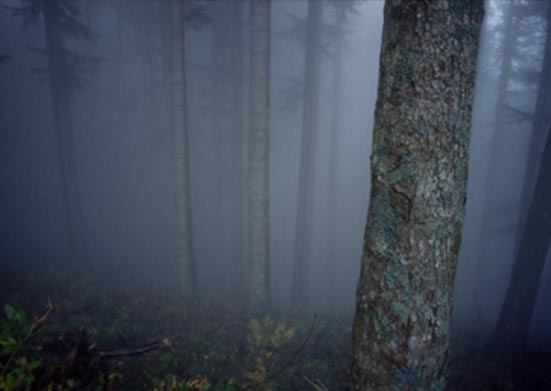 forestefoto8.JPG (22058 byte)