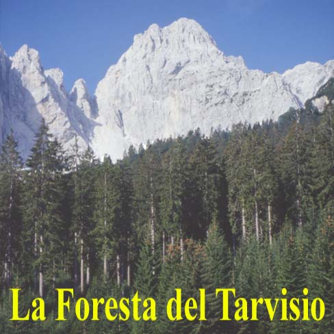 leggi l'intero articolo