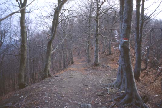 avsp45.JPG (38605 byte)