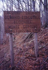 avsp50.JPG (21279 byte)