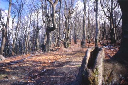 avsp51.JPG (40316 byte)