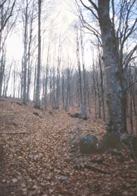 avsp73media.JPG (18472 byte)