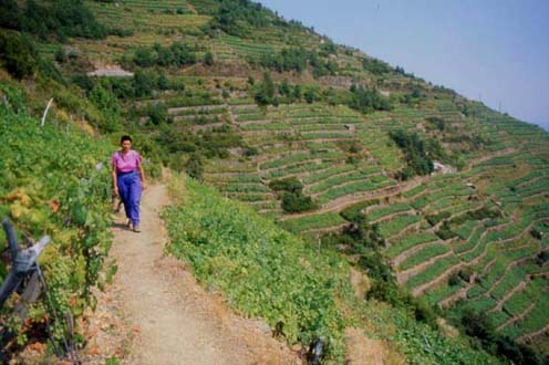 5terre27.JPG (38556 byte)