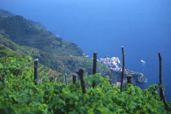 5terre4.JPG (27967 byte)