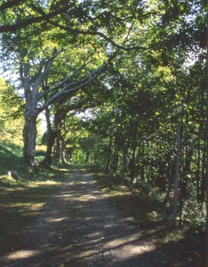 campana4.JPG (38724 byte)