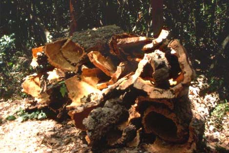 cecinabici10.JPG (40434 byte)