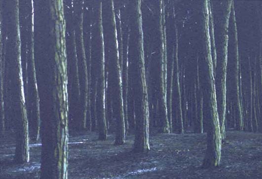 cecinabici4.JPG (30611 byte)