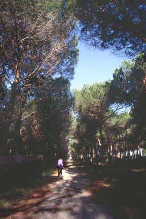 cecinabici7.JPG (29287 byte)