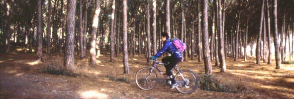 cecinaitin1.JPG (37180 byte)