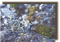 paradiso4.gif (27702 byte)