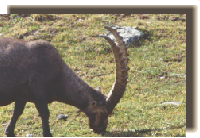 paradiso5.gif (27419 byte)