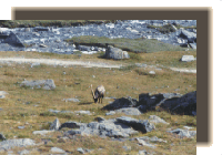 paradiso8.gif (24723 byte)