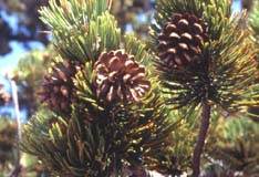 pollino10.jpg (19042 byte)