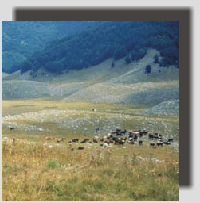 pollino13.gif (28407 byte)