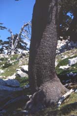 pollino7.jpg (13104 byte)