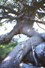 pollino8media.jpg (16783 byte)