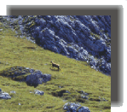 meravfunes2f.gif (26290 byte)